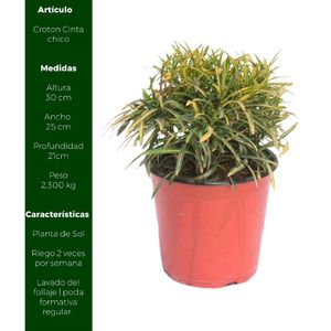 Planta Croton Cinta Chico