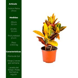 Planta Croton Petra Chico