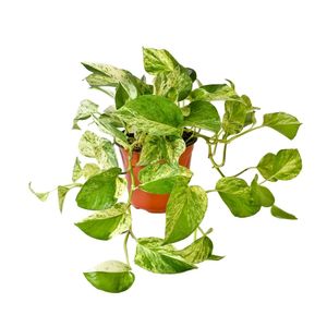 Planta Boa Amarilla