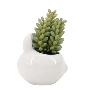 Suculenta Conejo 10.5cm