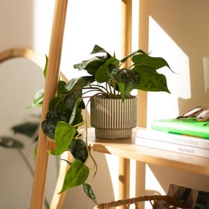 Maceta Cerámica Planta Emboss