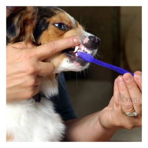 Kit de 3 Piezas de Limpieza para Mascota de Azul Y+Agendita