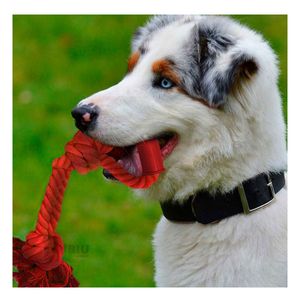 Soga Ideal para Mascotas en Color Rojo Y+Papel de Regalo