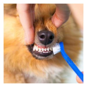 Kit de Cuidado Dental para Perros Azul Y+Papel de Regalo