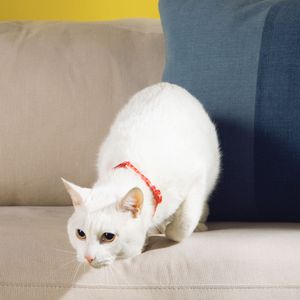 Collar Ajustable para Gato