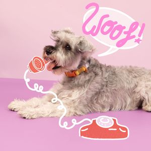 Collar Estampado para Mascota
