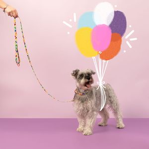 Correa con Diseño para Mascota