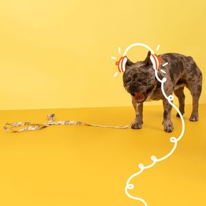 Correa con Diseño para Mascota