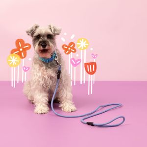 Correa para Mascota