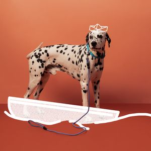 Correa para Mascota