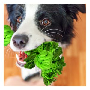 Soga Ideal para Mascota Tono Verde Limon Y+Papel de Regalo