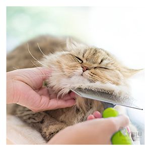 Peine Rectangular para Mascotas con Mango Verde Talla L
