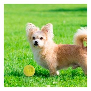 Pelota Juguetona y con Rayas Verde Limon Y+Papel de Regalo