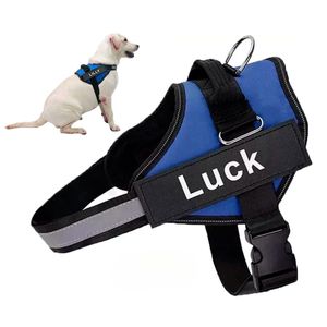 Arnes para Perro Talla XL en Tono Azul Y+Papel de Regalo