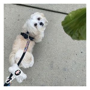 Bolsa Pet para Excremento en Color Blanco Y+Regalo Agendita