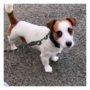 Soga Compacta Basica Pet de 2m Negro Y+Regalo Stickers