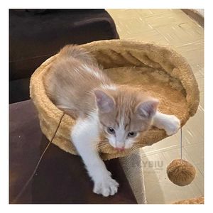 Gym Confortable para Felinos en Mostaza Y+Papel de Regalo