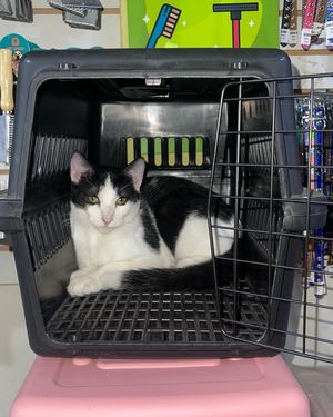 Transportador para Gatos y Perros - Kennel L50 NEGRO