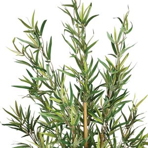 Bambú 120cm + Maceta Atmosphera