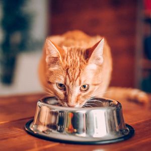 Comida para Gato Adulto Ricocat Pollo Sardina y Salmón 15 kg