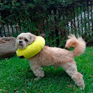 Collarín Donut Talla XS Lemon