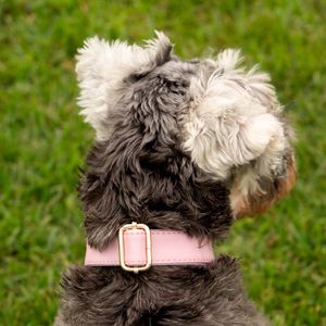 Collar Shannens Talla S Color Rosa