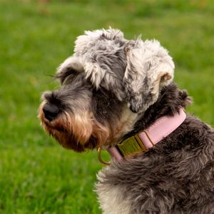 Collar Shannens Talla S Color Rosa