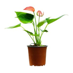 Planta Semisombra Anturio Livium Red