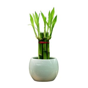 Planta Semisombra Bambu 7 Varas de 16 Cm en Base de Emoji O Gota