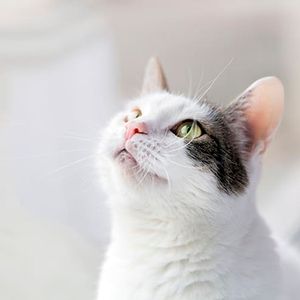 Perfume Fiore para Gatos y Perros Ibasa 4Groomer 50ml