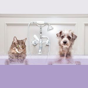 Shampoo Antipulgas Ibasa Perros y Gatos 5L