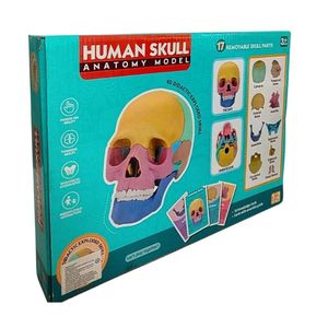 Juego Didáctico Modelo Anatómico 4D Cráneo Humano Para Niños