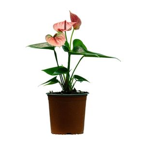 Planta natural Anturio rainbow champion Vivero Tropical