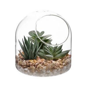Terrario de Vidrio con Cactus 13x12 cm 13x12 cm 13x12 cm