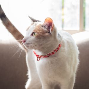 Collar Ajustable con Diseño para Gatos