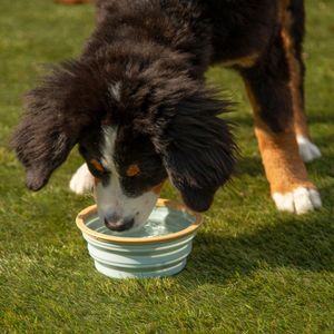 Bowl Plegable Pícnic para Mascota