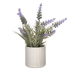Maceta Planta Lavanda 15 x 30 cm