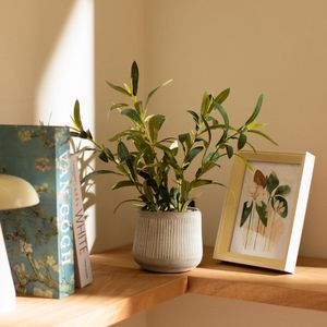 Maceta Planta Olivo 15 x 40 cm