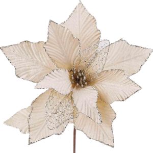 Poinsettia Champagne - 30 Cm